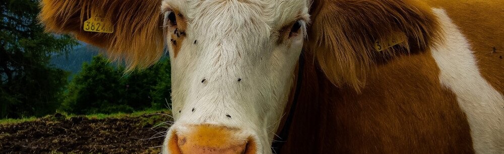 13 Surprising Pieces Of Good News To Brighten Our Day