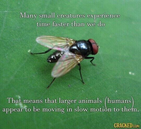 Many small creatures experience time faster than we do That that means larger animals (humans) be in slow motion them. to moving to appear CRACKED COM