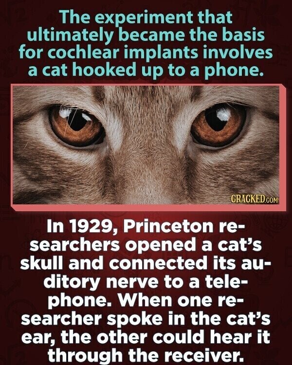 The experiment that ultimately became the basis for cochlear implants involves a cat hooked up to a phone. CRACKED.COM In 1929, Princeton re- searchers opened a cat's skull and connected its au- ditory nerve to a tele- phone. When one re- searcher spoke in the cat's ear, the other could hear it through the receiver.