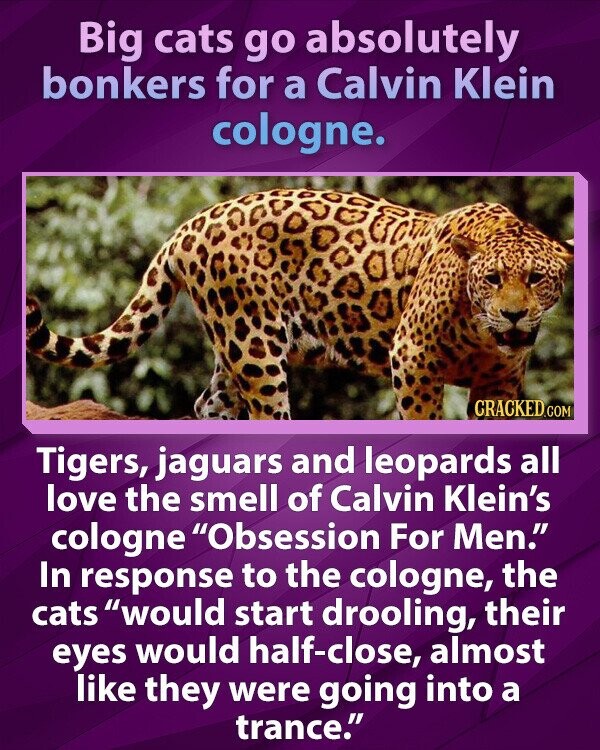 Big cats go absolutely bonkers for a Calvin Klein cologne. CRACKED.COM Tigers, jaguars and leopards all love the smell of Calvin Klein's cologne Obsession For Men. In response to the cologne, the cats would start drooling, their eyes would half-close, almost like they were going into a trance.