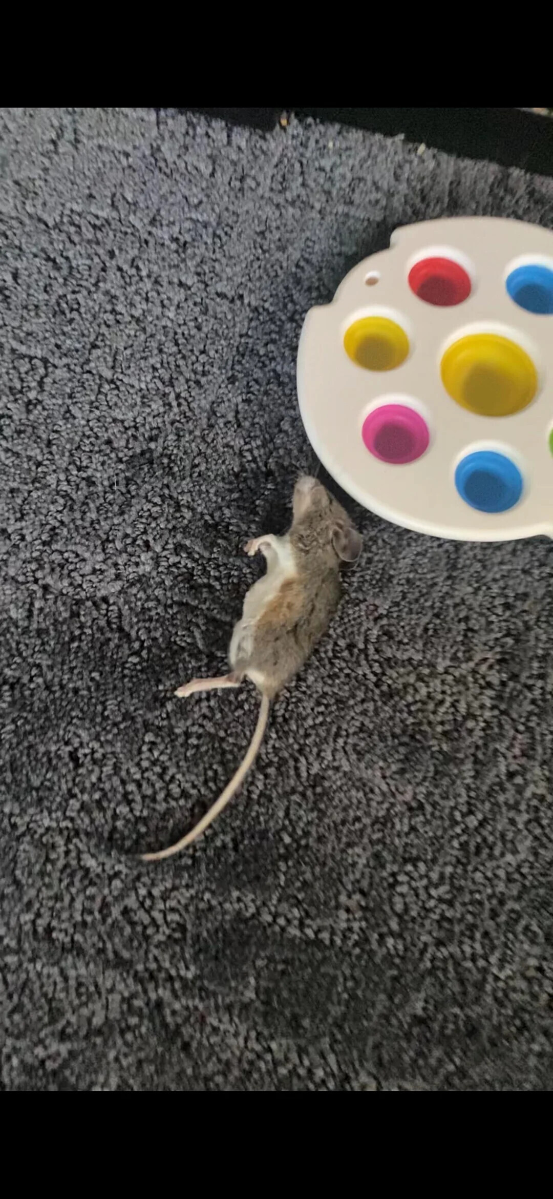 Photos Where Nobody Was Around to Put a Stop to Things