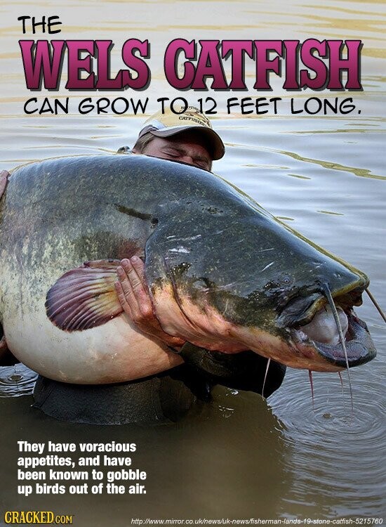 THE WELS GATFISH CAN GROW TO 12 FEET LONG. CATPUSER They have voracious appetites, and have been known to gobble up birds out of the air. CRACKED.COM http://www.mirror.co.uk/news/uk-news/fisherman-lands-19-stone-catfish-5215760