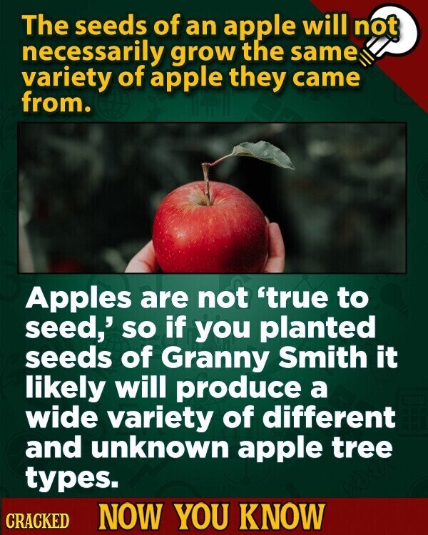 The seeds of an apple will not necessarily grow the same variety of apple they came from. Apples are not 'true to seed,' so if you planted seeds of Granny Smith it likely will produce a wide variety of different and unknown apple tree types. CRACKED NOW YOU KNOW