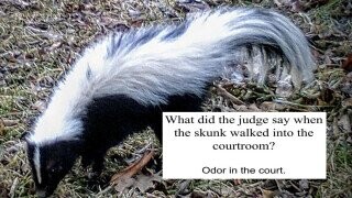 21 Punny Animal Jokes for a Beaver to Chew On