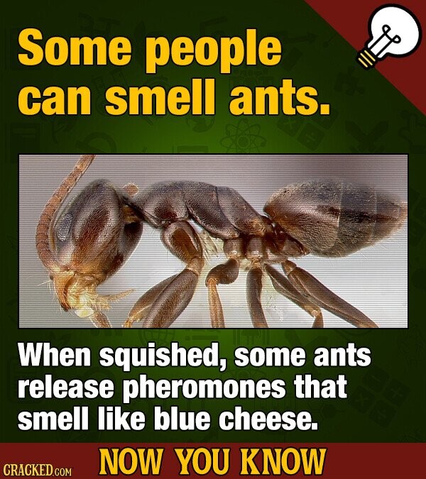 Some people can smell ants. When squished, some ants release pheromones that smell like blue cheese. NOW YOU KNOW CRACKED COM