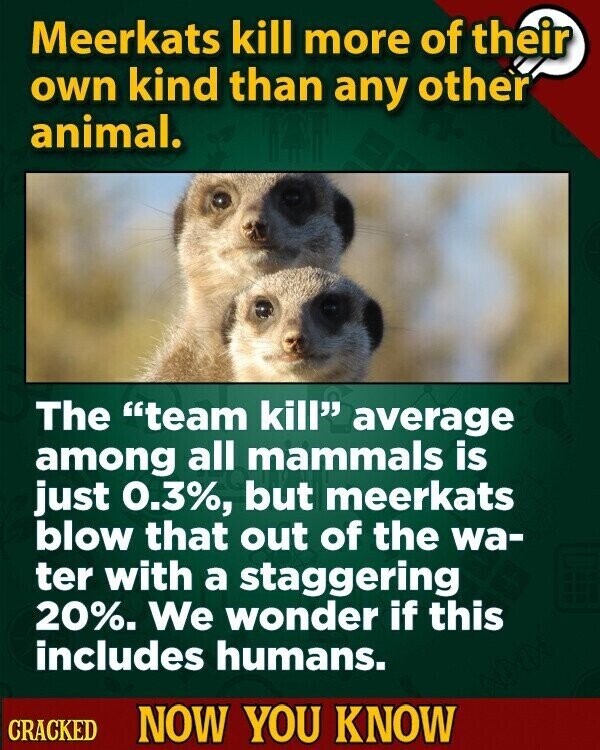 Meerkats kill more of their own kind than any other animal. The team kill average among all mammals is just 0.3%, but meerkats blow that out of the wa- ter with a staggering 20%. We wonder if this includes humans. CRACKED NOW YOU KNOW