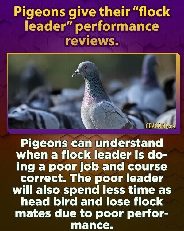 Pigeons give their flock leader performance reviews. CRACKED.COM Pigeons can understand when a flock leader is do- ing a poor job and course correct. The poor leader will also spend less time as head bird and lose flock mates due to poor perfor- mance.