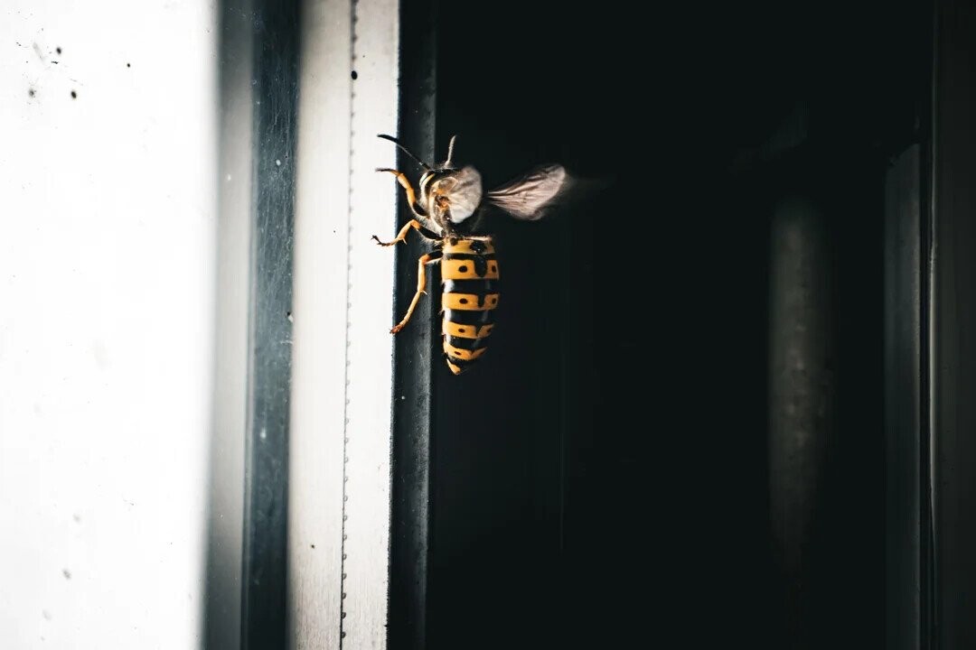 Photos That Look Peaceful Until You Zoom In