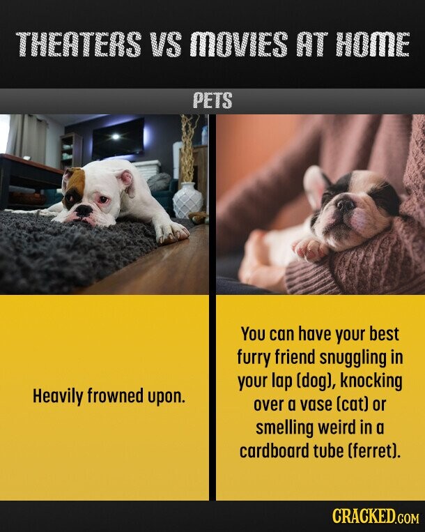THEATERS VS MOVIES AT HOME PETS You can have your best furry friend snuggling in your lap (dog), knocking Heavily frowned upon. over a vase (cat) or smelling weird in a cardboard tube (ferret). CRACKED.COM 