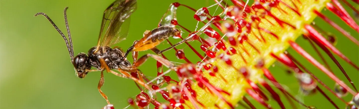 13 Plants Capable of Inflicting So Much Pain They Must Kind of Enjoy It