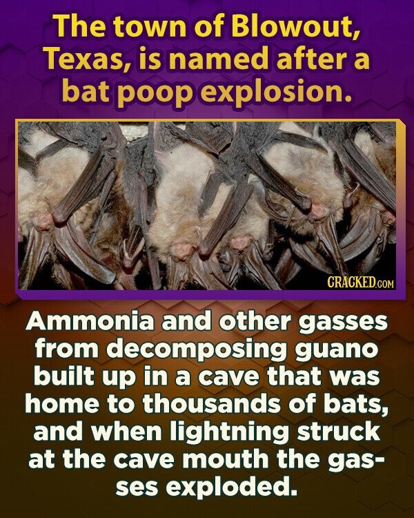 The town of Blowout, Texas, is named after a bat poop explosion. CRACKED.COM Ammonia and other gasses from decomposing guano built up in a cave that was home to thousands of bats, and when lightning struck at the cave mouth the gas- ses exploded.