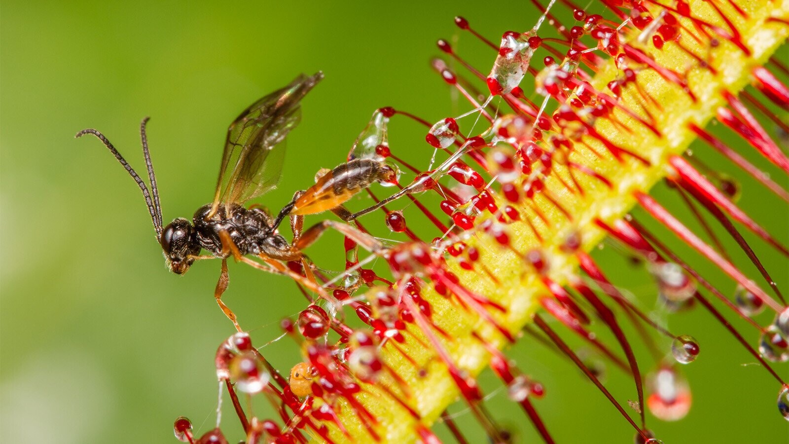 13 Plants Capable of Inflicting So Much Pain They Must Kind of Enjoy It