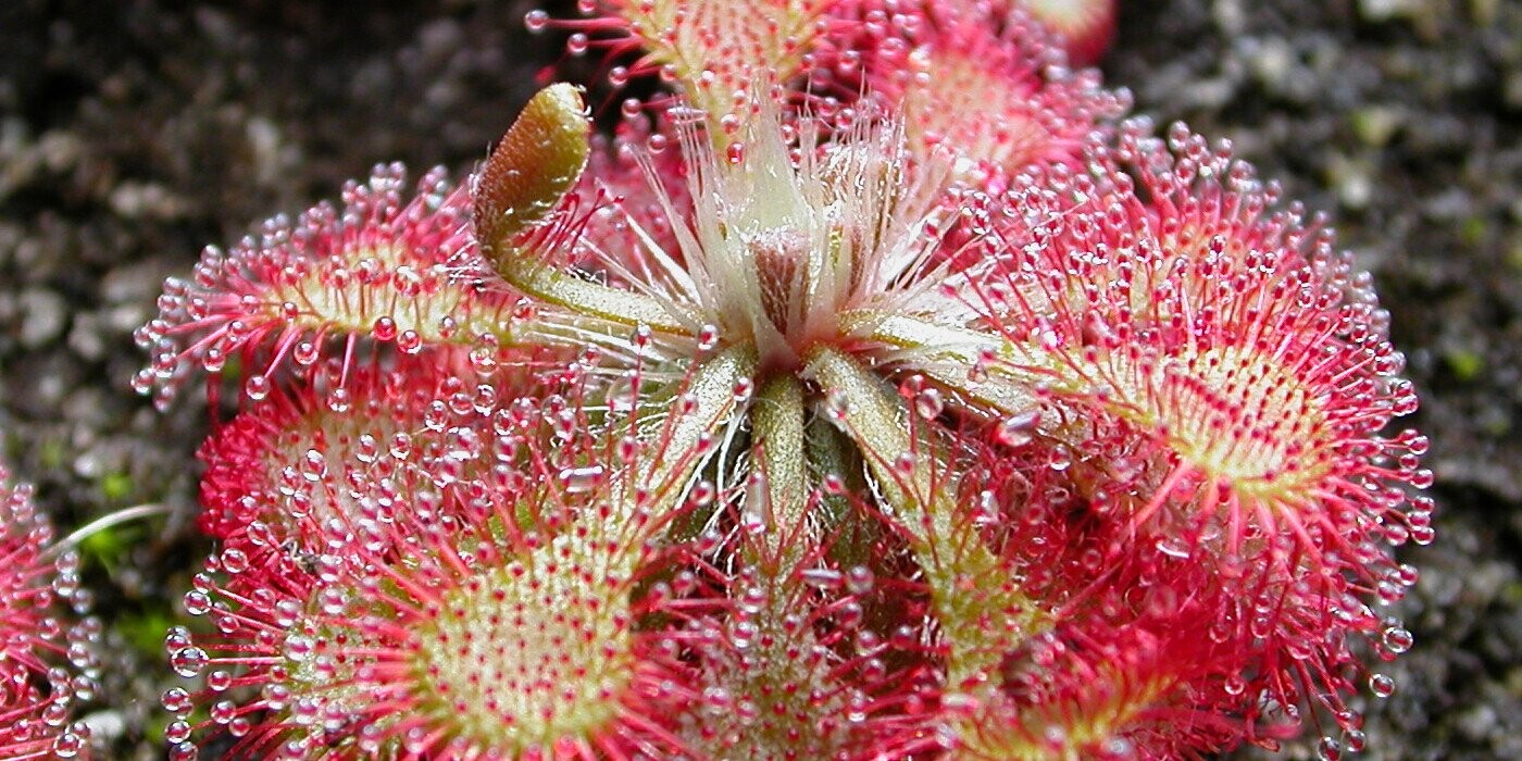 13 Plants Capable of Inflicting So Much Pain They Must Kind of Enjoy It