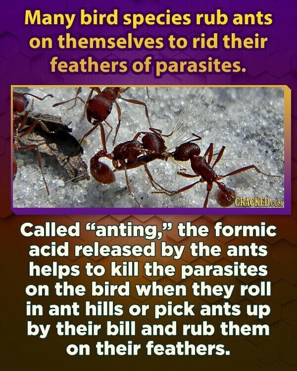 Many bird species rub ants on themselves to rid their feathers of parasites. CRACKED.COM Called anting, the formic acid released by the ants helps to kill the parasites on the bird when they roll in ant hills or pick ants up by their bill and rub them on their feathers.