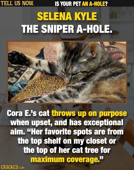 TELL US NOW. IS YOUR PET AN A-HOLE? SELENA KYLE THE SNIPER A-HOLE. Cora E.'s cat throws up on purpose when upset, and has exceptional aim. Her favorite spots are from the top shelf on my closet or the top of her cat tree for maximum coverage. CRACKED.COM