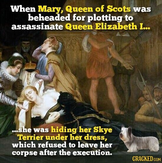 When Mary, Queen of Scots was beheaded for plotting to assassinate Queen Elizabeth I... ...she was hiding her Skye Terrier under her dress, which refused to leave her corpse after the execution. CRACKED.COM