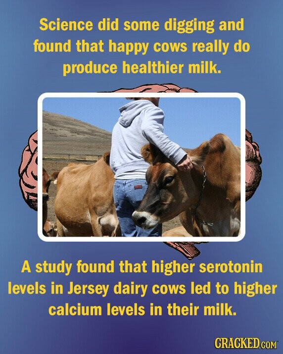 Science did some digging and found that happy COWS really do produce healthier milk. A study found that higher serotonin levels in Jersey dairy COWS led to higher calcium levels in their milk. CRACKED.COM