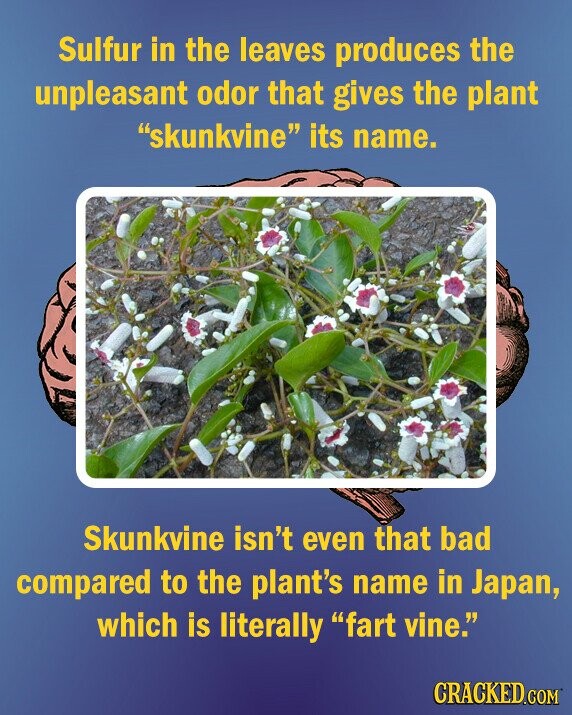 Sulfur in the leaves produces the unpleasant odor that gives the plant skunkvine its name. Skunkvine isn't even that bad compared to the plant's name in Japan, which is literally fart vine. CRACKED.COM