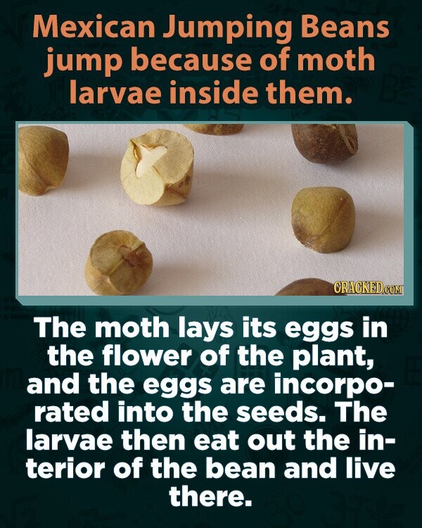 Mexican Jumping Beans jump because of moth larvae inside them. CRACKED.COM The moth lays its eggs in the flower of the plant, and the eggs are incorpo- rated into the seeds. The larvae then eat out the in- terior of the bean and live there.
