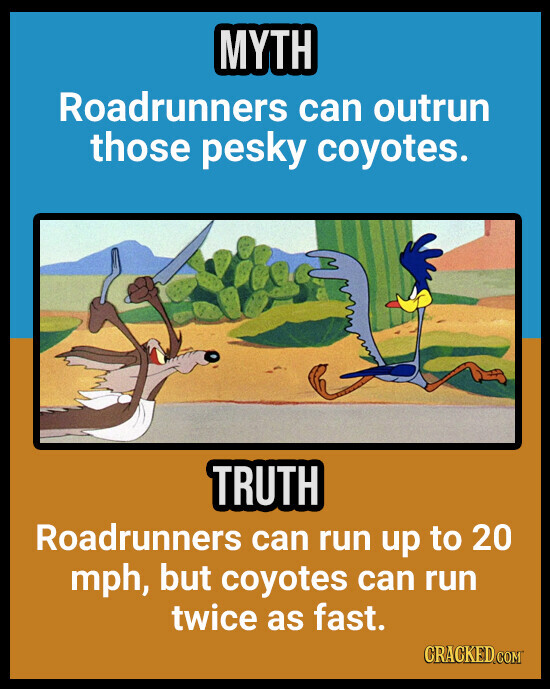 MYTH Roadrunners can outrun those pesky coyotes. TRUTH Roadrunners can run up to 20 mph, but coyotes can run twice as fast. CRACKED.COM