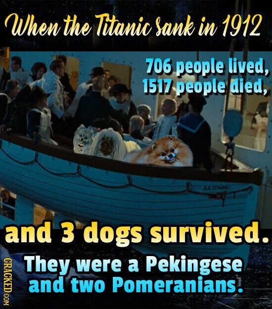 When the Titanic Sank in 1912 706 people lived, 1517 people died, S.S.TITANIC and 3 dogs survived. CRACKED.COM They were a Pekingese and two Pomeranians.