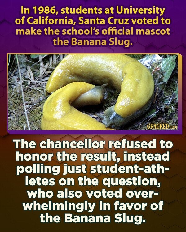 In 1986, students at University of California, Santa Cruz voted to make the school's official mascot the Banana Slug. CRACKED COM The chancellor refused to honor the result, instead polling just student-ath- letes on the question, who also voted over- whelmingly in favor of the Banana Slug.