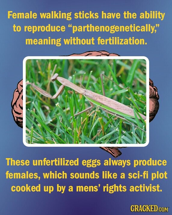 Female walking sticks have the ability to reproduce parthenogenetically. meaning without fertilization. These unfertilized eggs always produce females, which sounds like a sci-fi plot cooked up by a mens' rights activist. CRACKED.COM