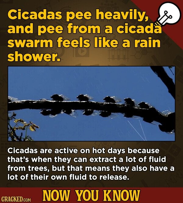 Cicadas pee heavily, and pee from a cicada swarm feels like a rain shower. Cicadas are active on hot days because that's when they can extract a lot of fluid from trees, but that means they also have a lot of their own fluid to release. NOW YOU KNOW CRACKED.COM