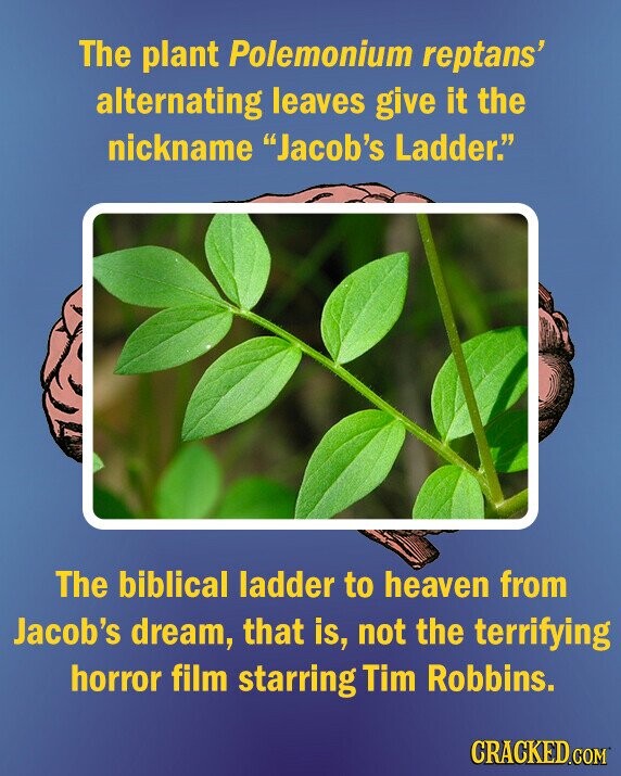 The plant Polemonium reptans' alternating leaves give it the nickname Jacob's Ladder. The biblical ladder to heaven from Jacob's dream, that is, not the terrifying horror film starring Tim Robbins. CRACKED.COM
