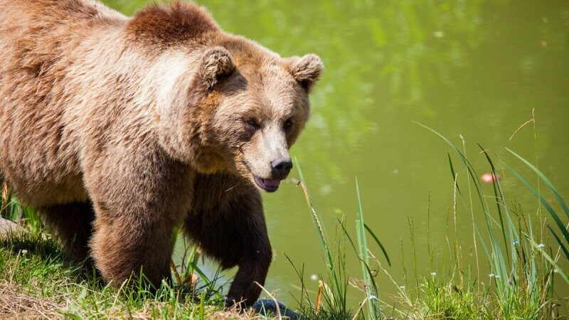 15 Pieces Of Great News That Prove There Is Still Some Good In The World