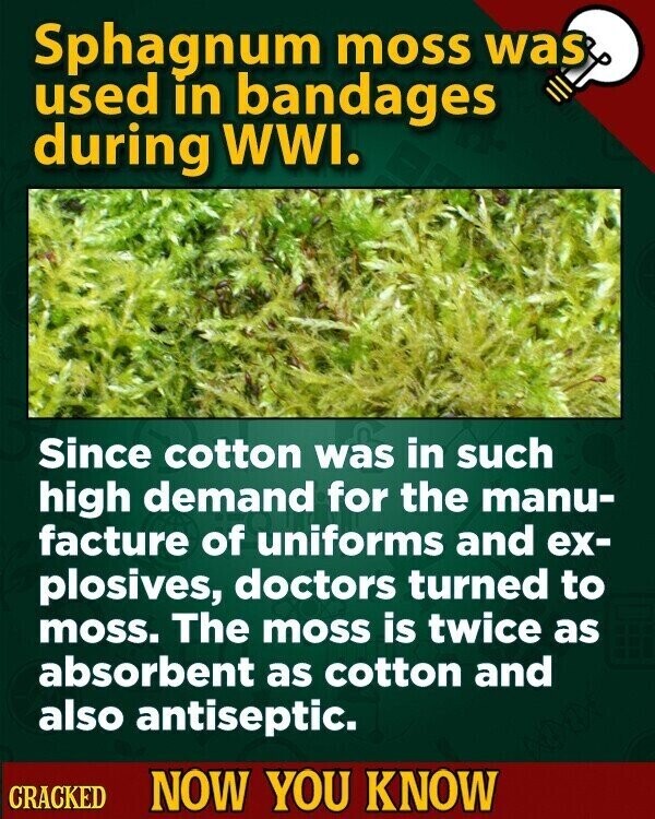 Sphagnum moss was used in bandages during WWI. Since cotton was in such high demand for the manu- facture of uniforms and ex- plosives, doctors turned to moss. The moss is twice as absorbent as cotton and also antiseptic. CRACKED NOW YOU KNOW