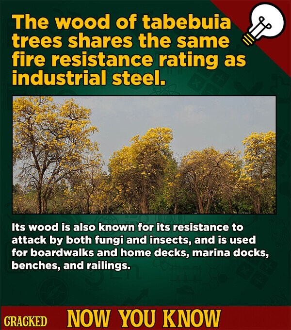 The wood of tabebuia trees shares the same fire resistance rating as industrial steel. Its wood is also known for its resistance to attack by both fungi and insects, and is used for boardwalks and home decks, marina docks, benches, and railings. CRACKED NOW YOU KNOW