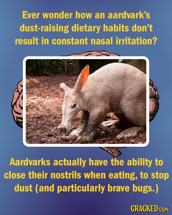 Ever wonder how an aardvark's dust-raising dietary habits don't result in constant nasal irritation? Aardvarks actually have the ability to close their nostrils when eating, to stop dust (and particularly brave bugs.) CRACKED.COM