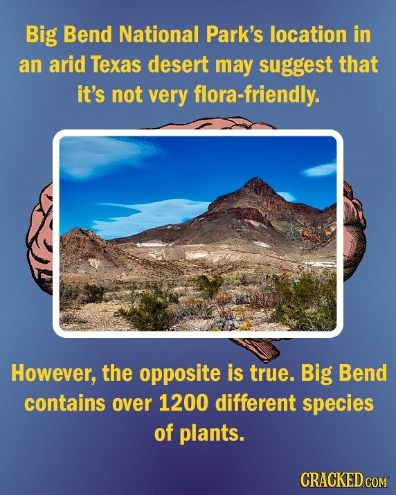 Big Bend National Park's location in an arid Texas desert may suggest that it's not very flora-friendly. However, the opposite is true. Big Bend contains over 1200 different species of plants. CRACKED.COM