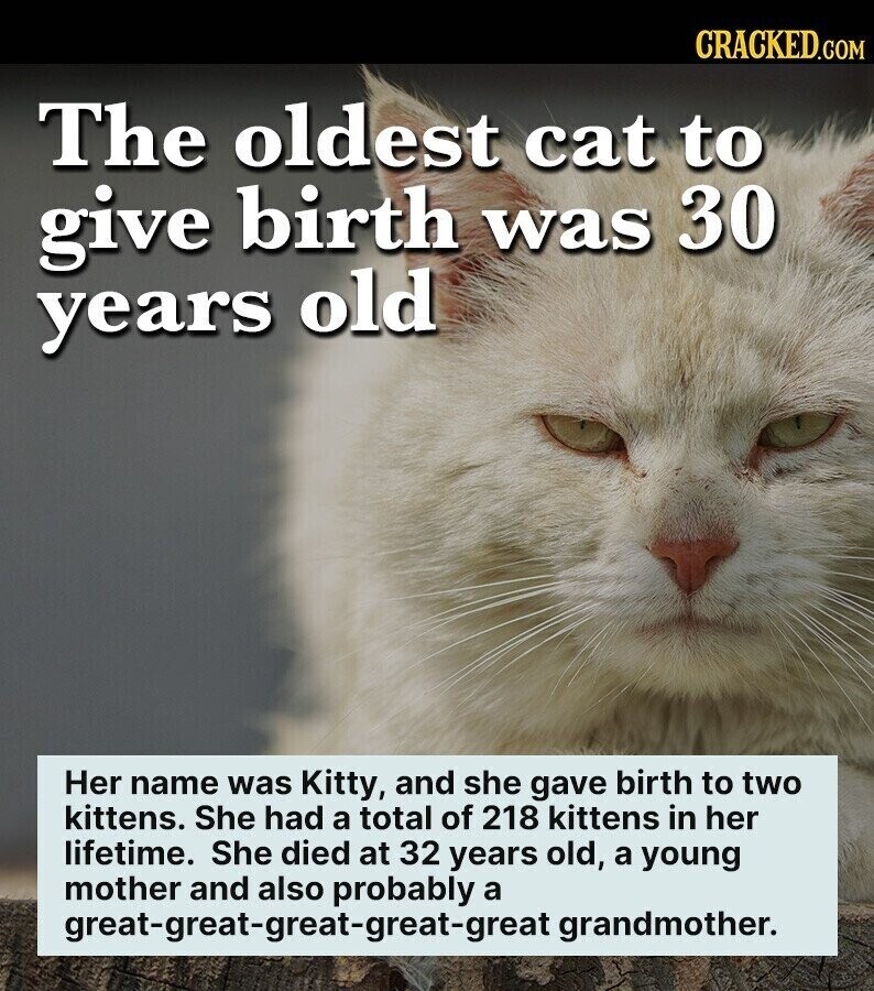 CRACKED.COM The oldest cat to give birth was 30 years old Her name was Kitty, and she gave birth to two kittens. She had a total of 218 kittens in her lifetime. She died at 32 years old, a young mother and also probably a great-great-great-great-great grandmother.