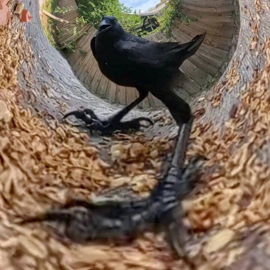 Unexpected Photos That Should Be Hanged In The Louvre