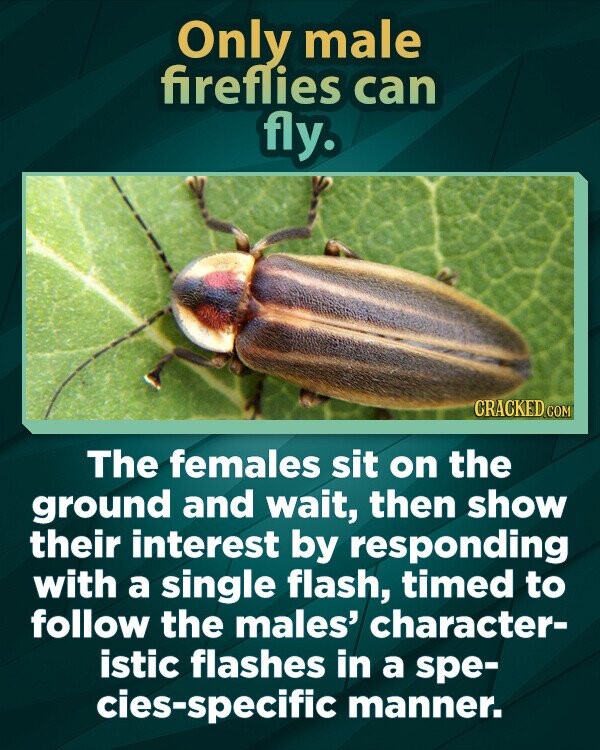 Only male fireflies can fly. CRACKED.COM The females sit on the ground and wait, then show their interest by responding with a single flash, timed to follow the males' character- istic flashes in a spe- cies-specific manner.