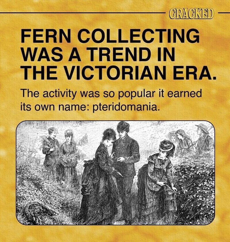 CRACKED FERN COLLECTING WAS A TREND IN THE VICTORIAN ERA. The activity was so popular it earned its own name: pteridomania.