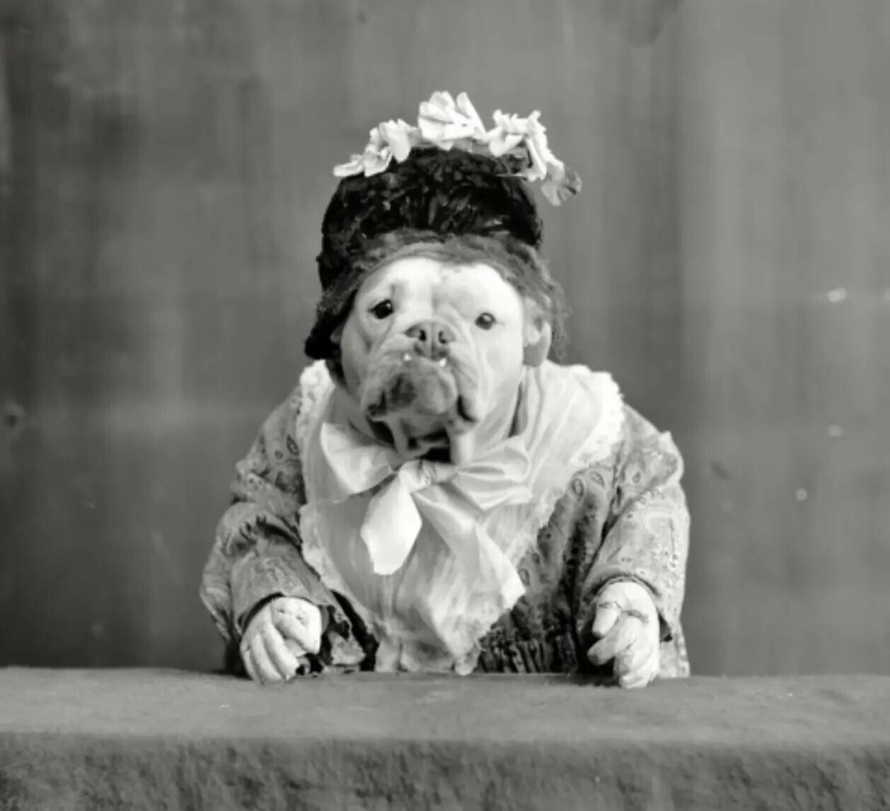 Fancy Dressers Who Left Taste at Home