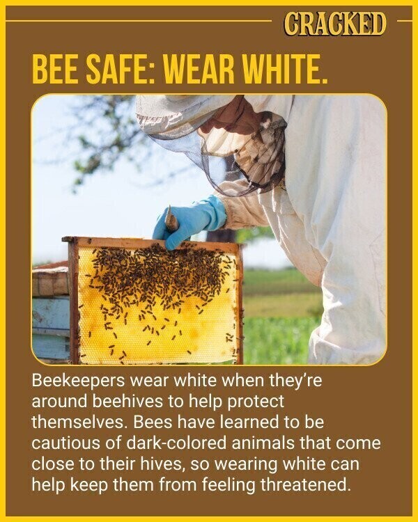 CRACKED BEE SAFE: WEAR WHITE. Beekeepers wear white when they're around beehives to help protect themselves. Bees have learned to be cautious of dark-colored animals that come close to their hives, so wearing white can help keep them from feeling threatened.