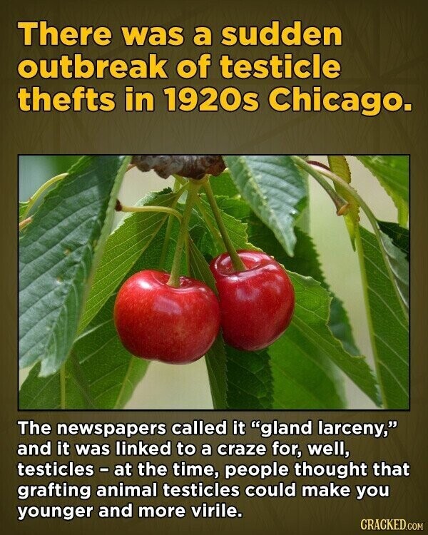 There was a sudden outbreak of testicle thefts in 1920s Chicago. The newspapers called it gland larceny, and it was linked to a craze for, well, testicles - at the time, people thought that grafting animal testicles could make you younger and more virile. CRACKED.COM