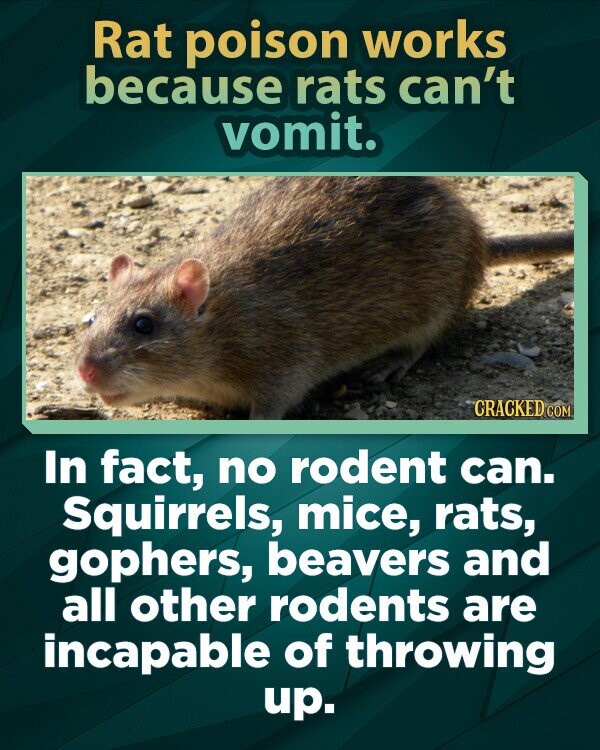 Rat poison works because rats can't vomit. CRACKED COM In fact, no rodent can. Squirrels, mice, rats, gophers, beavers and all other rodents are incapable of throwing up.