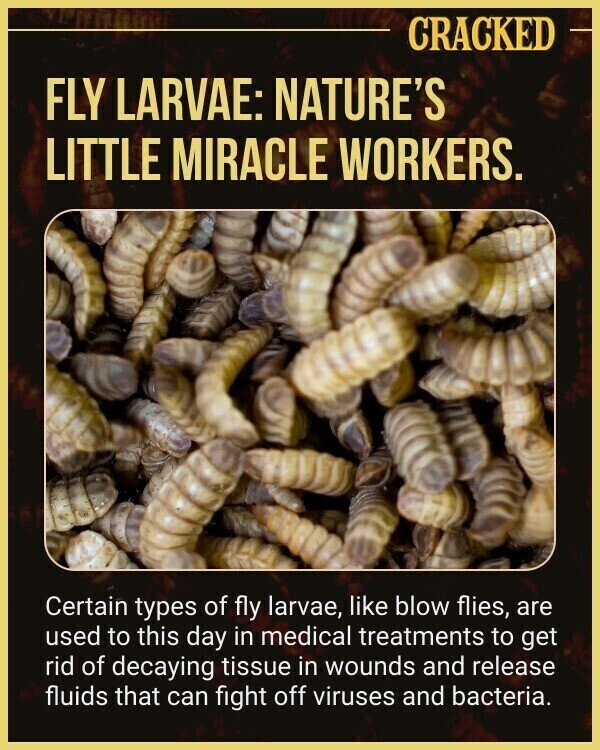 CRACKED FLY LARVAE: NATURE'S LITTLE MIRACLE WORKERS. Certain types of fly larvae, like blow flies, are used to this day in medical treatments to get rid of decaying tissue in wounds and release fluids that can fight off viruses and bacteria.