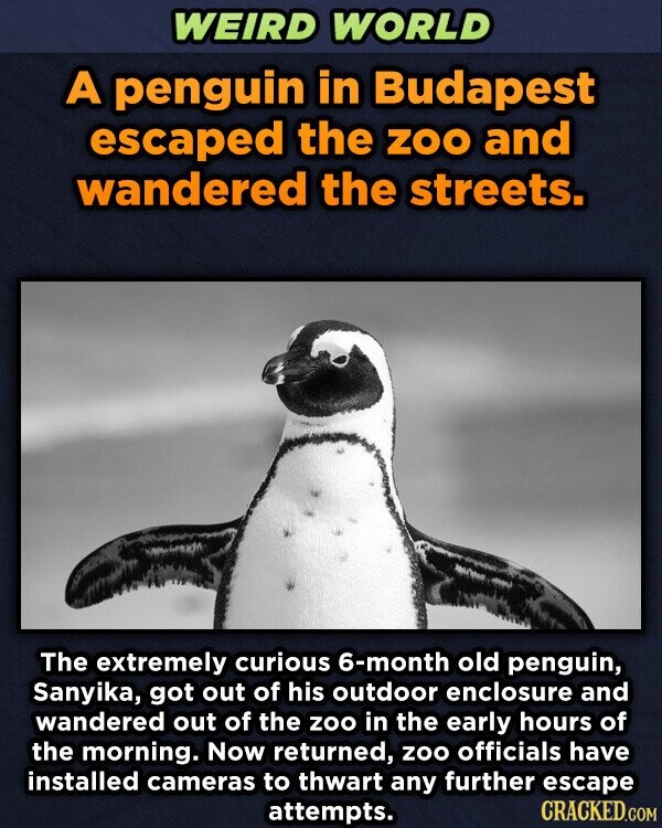 WEIRD WORLD A penguin in Budapest escaped the ZOO and wandered the streets. The extremely curious 6-month old penguin, Sanyika, got out of his outdoor enclosure and wandered out of the zoo in the early hours of the morning. Now returned, zoo officials have installed cameras to thwart any further escape CRACKED.COM attempts.
