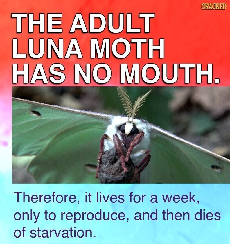 CRACKED THE ADULT LUNA MOTH HAS NO MOUTH. Therefore, it lives for a week, only to reproduce, and then dies of starvation.