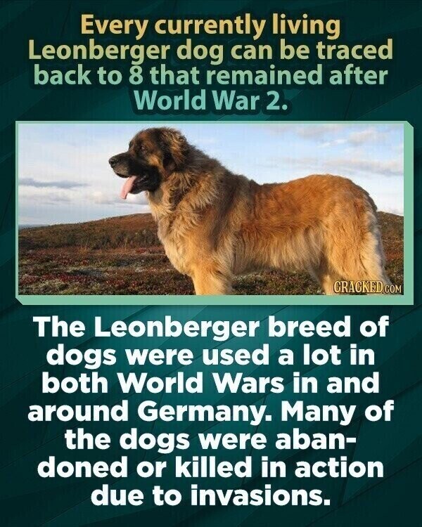 Every currently living Leonberger dog can be traced back to 8 that remained after World War 2. CRACKED.COM The Leonberger breed of dogs were used a lot in both World Wars in and around Germany. Many of the dogs were aban- doned or killed in action due to invasions.