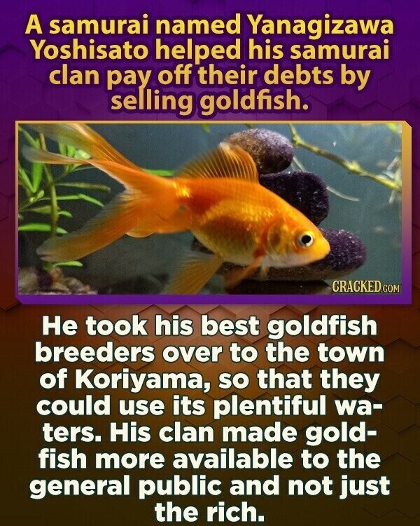 A samurai named Yanagizawa Yoshisato helped his samurai clan pay off their debts by selling goldfish. CRACKED.COM Не took his best goldfish breeders over to the town of Koriyama, so that they could use its plentiful wa- ters. His clan made gold- fish more available to the general public and not just the rich.