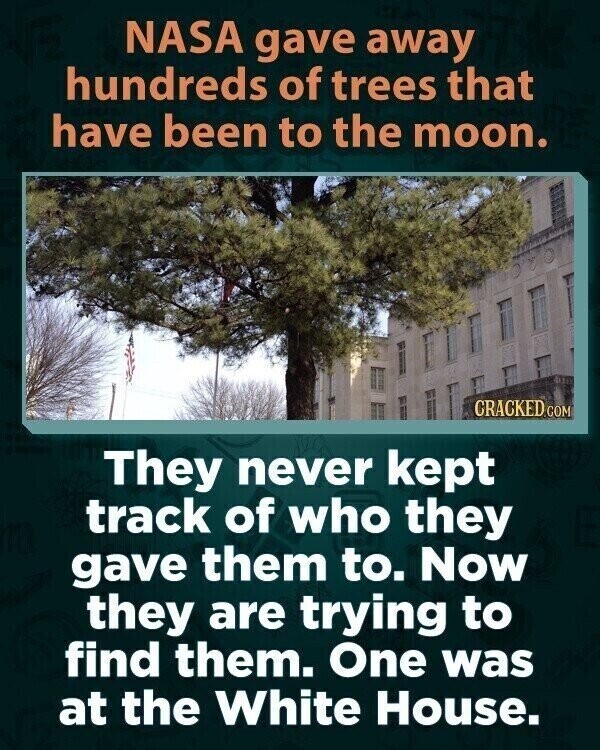 NASA gave away hundreds of trees that have been to the moon. CRACKED.COM They never kept track of who they gave them to. Now they are trying to find them. One was at the White House.