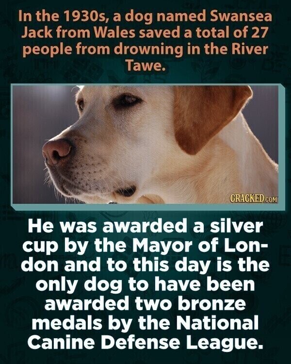 In the 1930s, a dog named Swansea Jack from Wales saved a total of 27 people from drowning in the River Tawe. CRACKED COM Не was awarded a silver cup by the Mayor of Lon- don and to this day is the only dog to have been awarded two bronze medals by the National Canine Defense League.