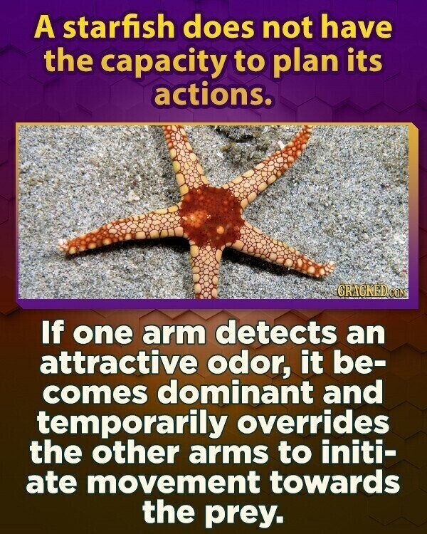 A starfish does not have the capacity to plan its actions. GRACKED.COM If one arm detects an attractive odor, it be- comes dominant and temporarily overrides the other arms to initi- ate movement towards the prey.